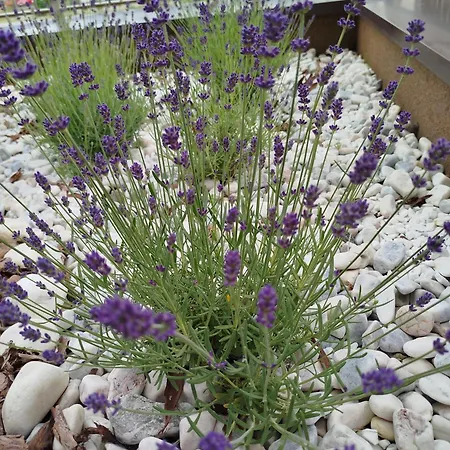 Lawendowy Апартаменты