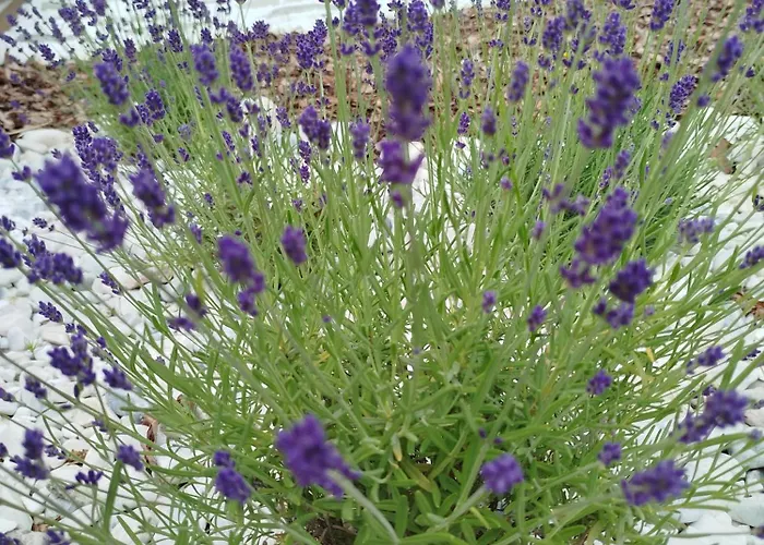 Lawendowy * Wieliszew