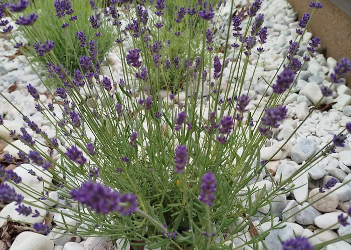 Lawendowy Apartament